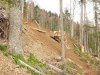 Вырубки леса в районе строительства дороги на "Лунную Поляну"